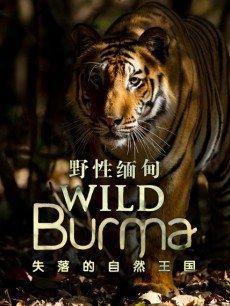 野性 王国 在线播放,在线观看之旅