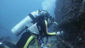 血鲨在线高清免费观看,高清免费，惊悚盛宴等你来观