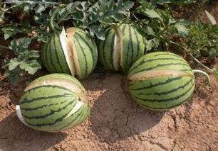 我想见到你免费观看西瓜,揭秘我想见到你西瓜视频独家观看之旅